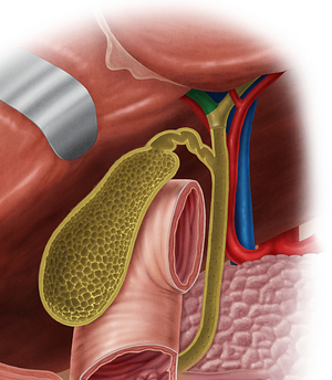 Right hepatic duct (#3325)