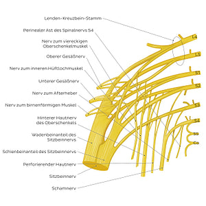 Sacral plexus (German)