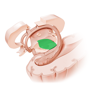 Tegmentum of midbrain (#9415)
