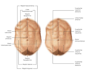 Regions of the abdomen (Spanish)