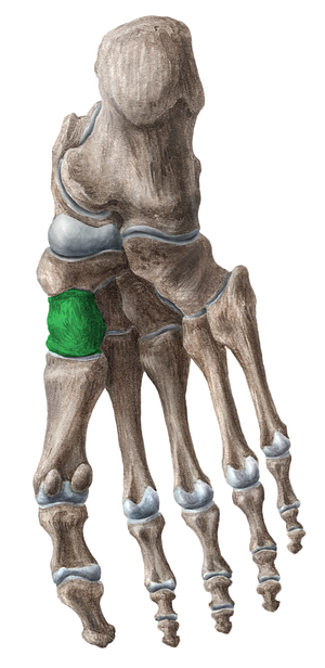 Medial cuneiform bone (#7362)