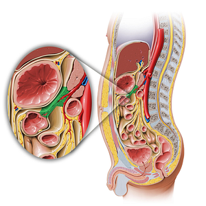 Transverse mesocolon (#5102)