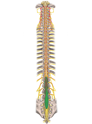 Cauda equina (#2515)