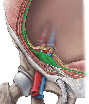 Transversalis fascia (#3594)