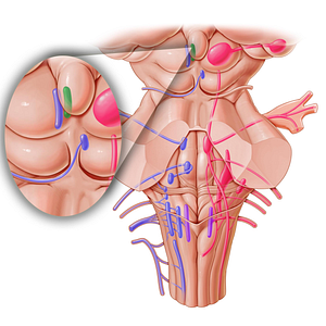 Accessory nucleus of oculomotor nerve (#7160)