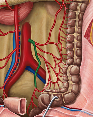 Inferior mesenteric artery (#1523)