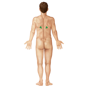 Triangle of auscultation (#19659)