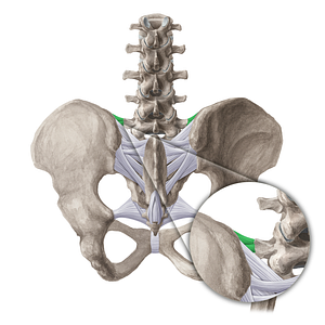Iliolumbar ligament (#21512)