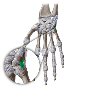 Pisometacarpal ligament (#20617)