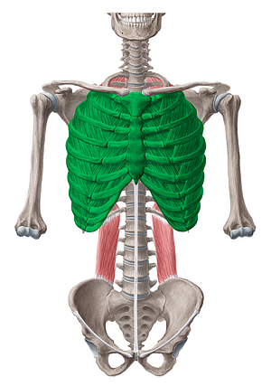 Thoracic wall (#89)