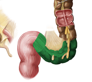 Sigmoid colon (#2747)