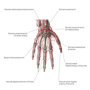 Arteries of the hand: Dorsal view (English)