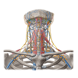 Submandibular lymph nodes (#20208)
