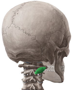 Obliquus capitis inferior muscle (#5633)