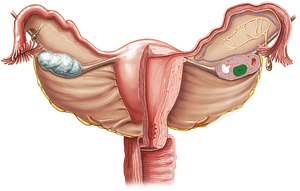Corpus luteum (#2957)