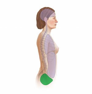 Pelvic cavity (#11697)