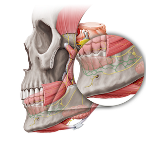 Inferior dental plexus (#8489)