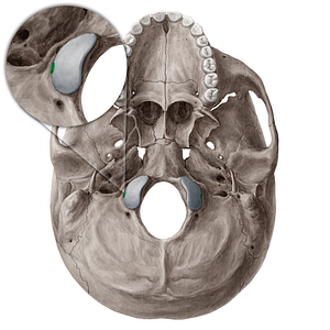 Hypoglossal canal (#21540)