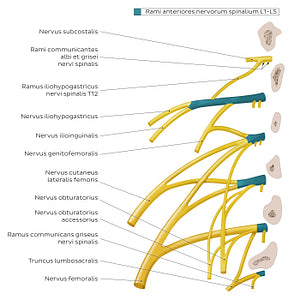 Lumbar plexus (Latin)