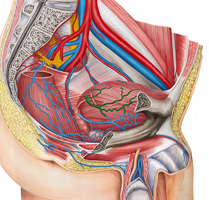 Right superior vesical veins (#10682)