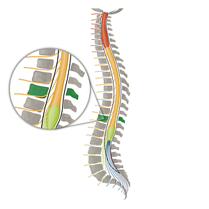 Vertebra T10 (#16109)