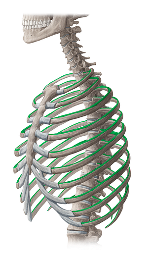 Superior border of rib (#18595)