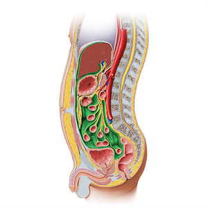 Peritoneal cavity (#222)
