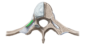 Superior costotransverse ligament (#11384)
