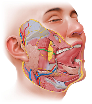 Parotid duct (#3339)
