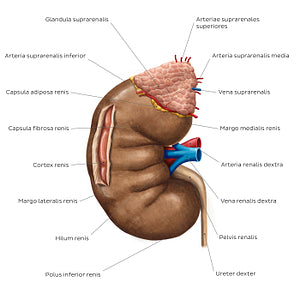 Overview of the kidney (Latin)