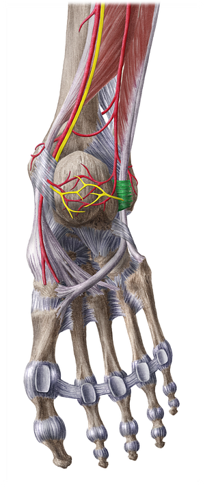 Superior fibular retinaculum (#8931)