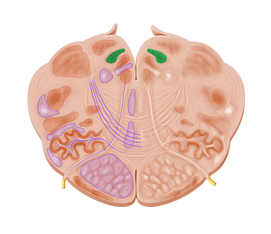 Nucleus of solitary tract (#7263)