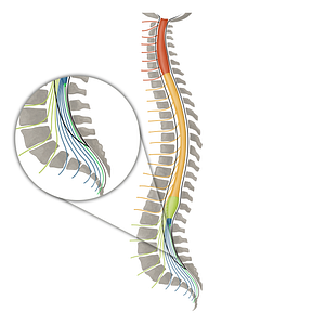 Coccygeal nerve (#16146)