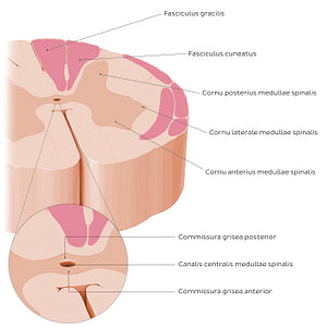 Spinal cord: Cross section (Internal morphology) (Latin)