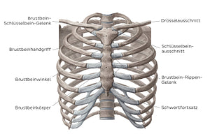 Bones of the thoracic cavity (German)