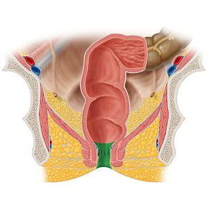 Anal canal (#2306)