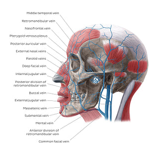 Veins of face and scalp (Lateral view) (English)