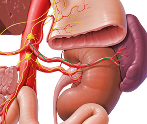 Splenic plexus (#8042)