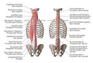 Deep muscles of the back (German)