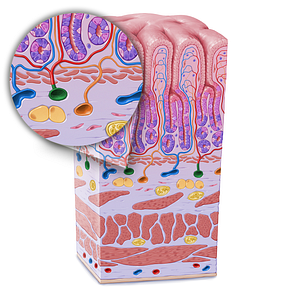 Submucosal artery (#21640)