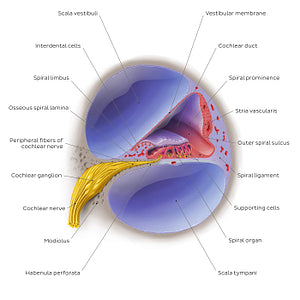 Cochlea: cross section (English)