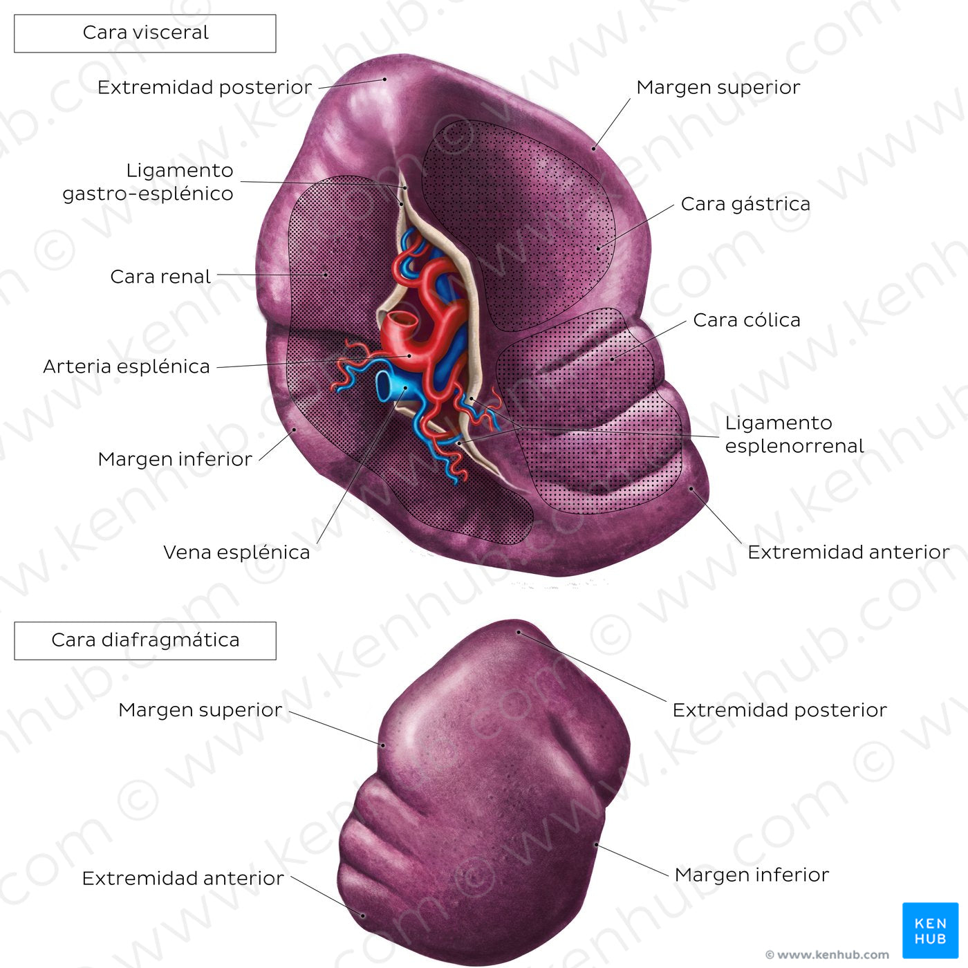 Surface anatomy of the spleen (Spanish) – Kenhub Image License Store Biology Diagrams