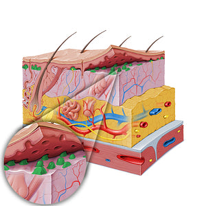 Dermal papilla (#19823)