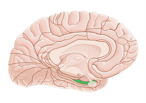 Brodmann area 28 (#17977)