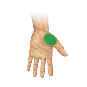 Thenar eminence (#19537)