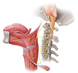 Nucleus of hypoglossal nerve (#7227)