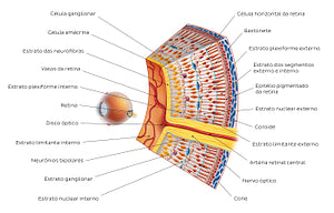 Retina I (Portuguese)