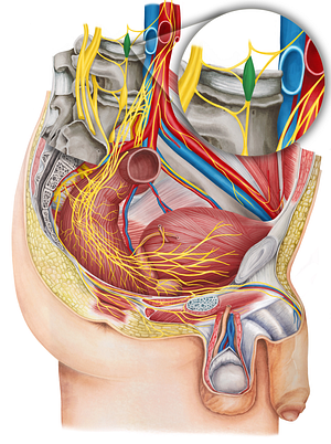 Lumbar ganglion of sympathetic trunk (#3986)