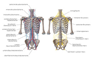 Nerves and vessels of the anterior thoracic wall (German)