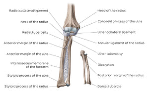 Radius and ulna (English)